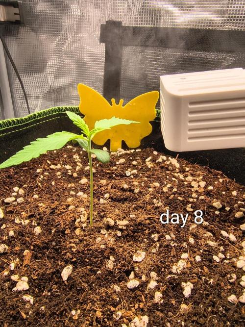 Grow Tent 2x2x6 (Pro White 2000D). Week 1