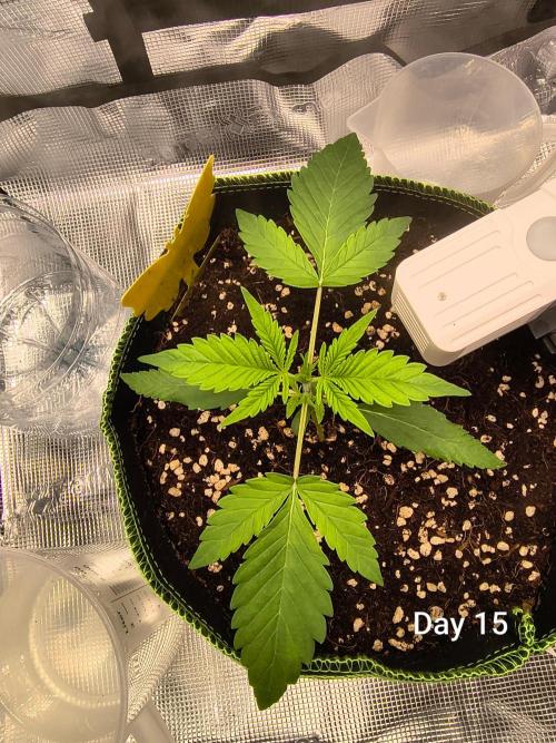 Last Grow of 2026: Canna-Cheese 1:1 Auto. Week 2