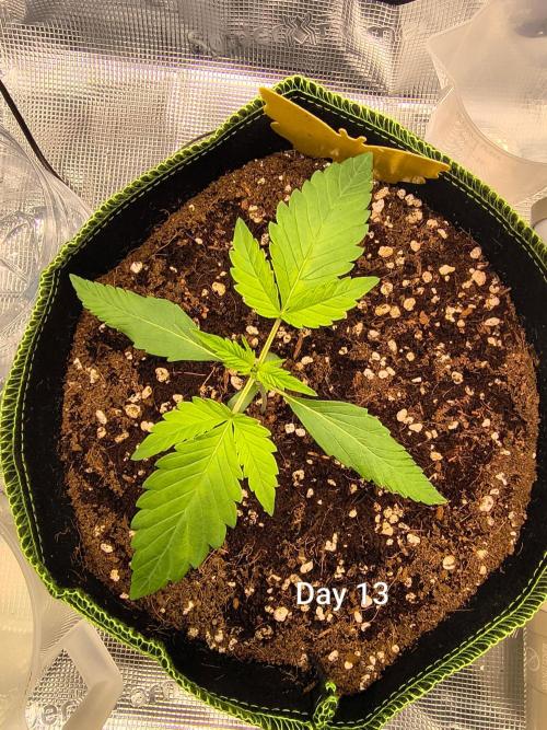 Last Grow of 2026: Canna-Cheese 1:1 Auto. Week 2