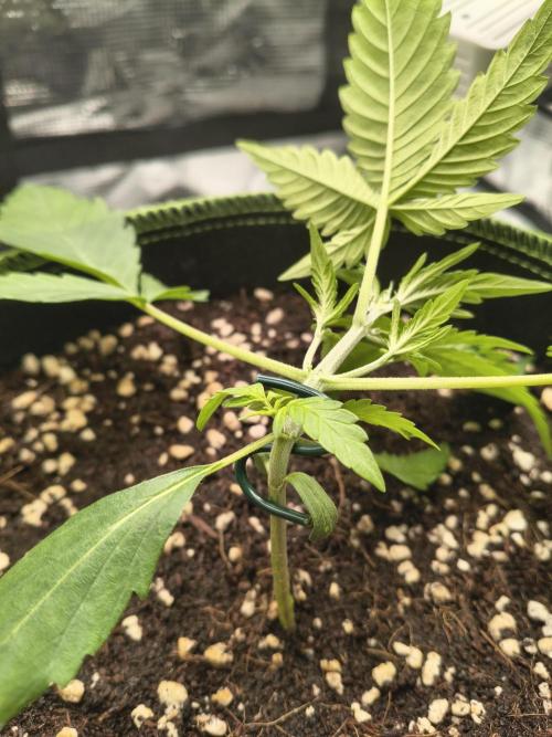 Last Grow of 2026: Canna-Cheese 1:1 Auto. Week 2