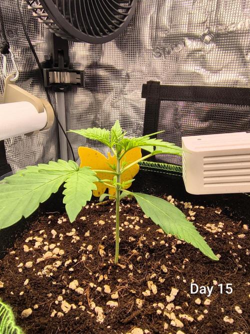 Last Grow of 2026: Canna-Cheese 1:1 Auto. Week 2
