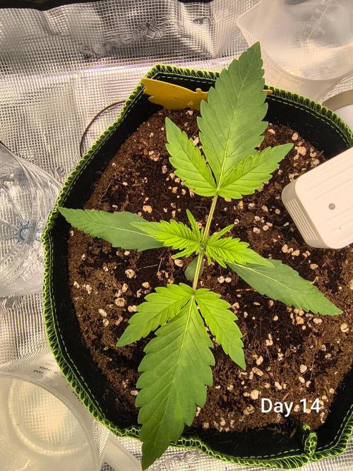 Last Grow of 2026: Canna-Cheese 1:1 Auto. Week 2