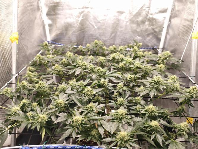 Animal Tsunami. Week 5