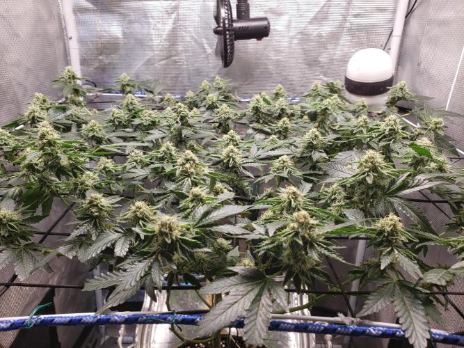 Animal Tsunami. Week 6
