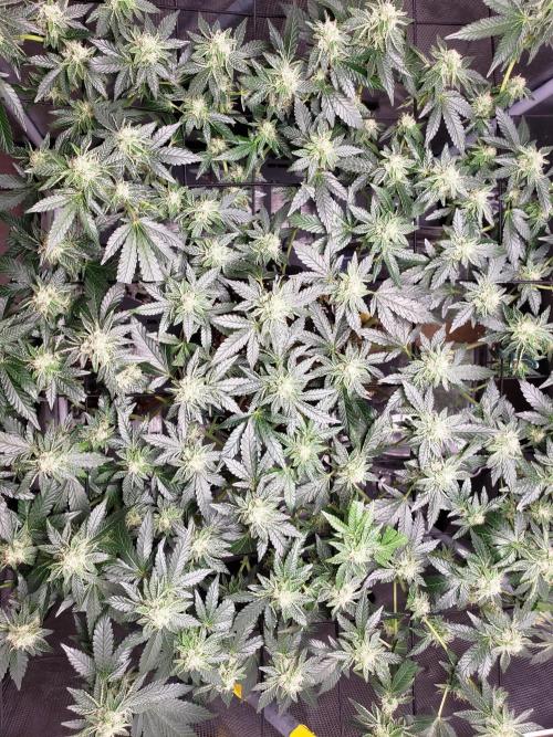 Animal Tsunami. Week 6