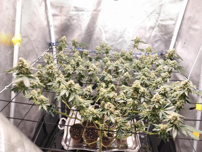 Animal Tsunami. Week 7