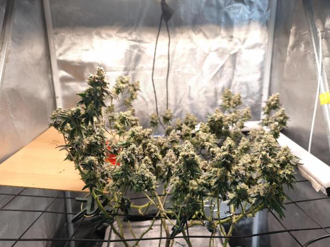 Animal Tsunami. Week 9