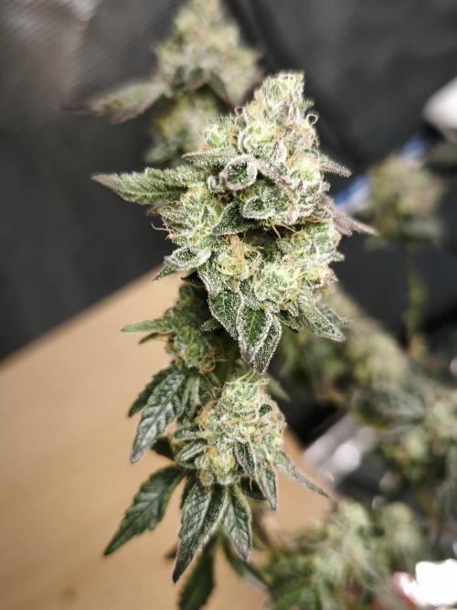 Animal Tsunami. Week 9