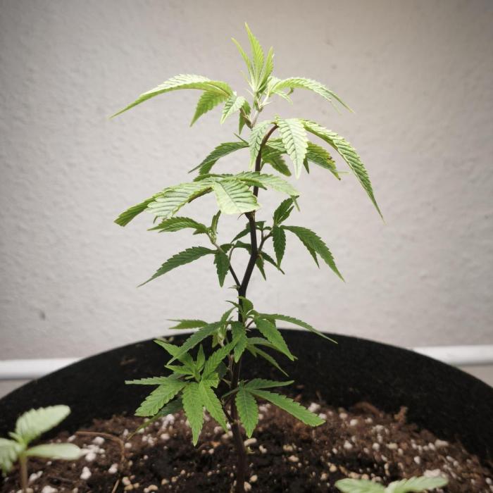 Blueberry Muffin. Week 3
