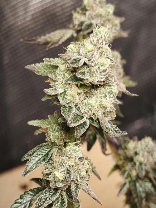 Animal Tsunami. Week 10
