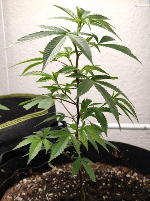Blueberry Muffin. Week 4