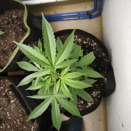 Blueberry Muffin. Week 4