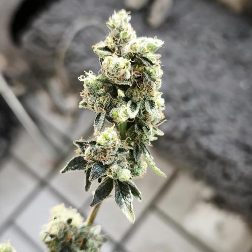 Animal Tsunami. Week 11