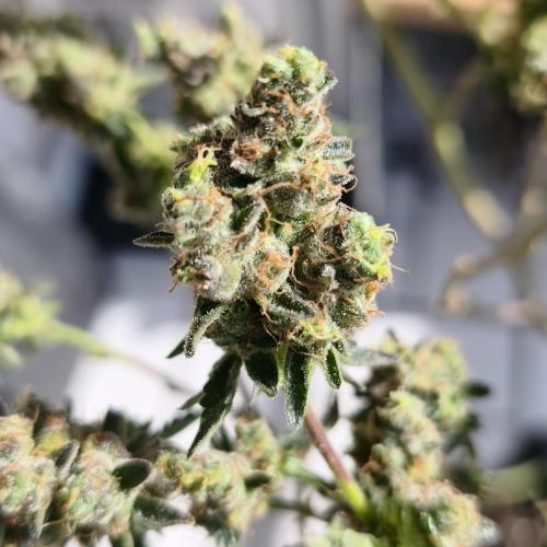 Animal Tsunami (Jungle Boys Cut). Week 11