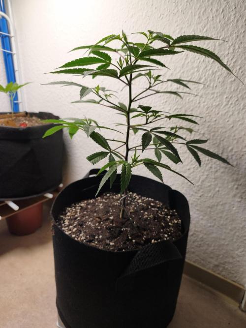 Blueberry Muffin. Week 5