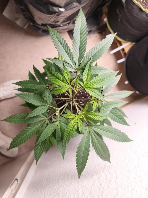 Blueberry Muffin. Week 5