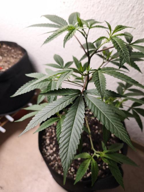 Blueberry Muffin. Week 5