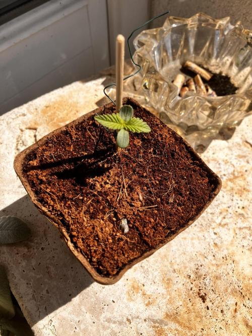 First Outdoor Check Republik. Week 1