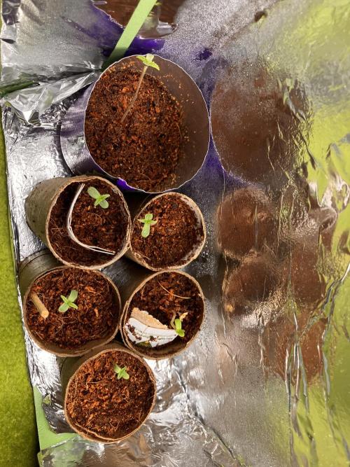 5 Auto Strains Outdoor Sommer 26. Week 0