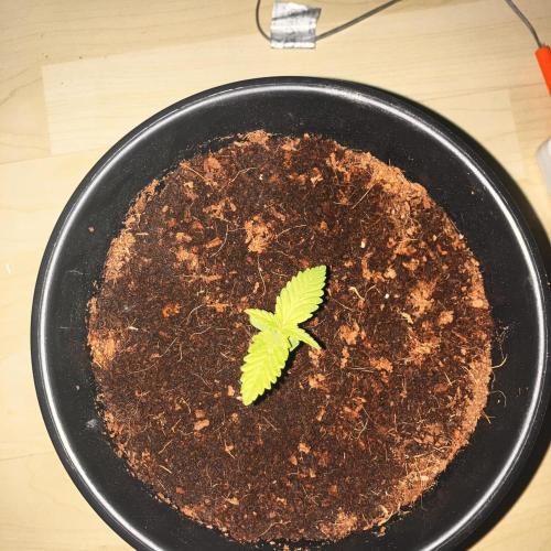 First Outdoor Check Republik. Week 3