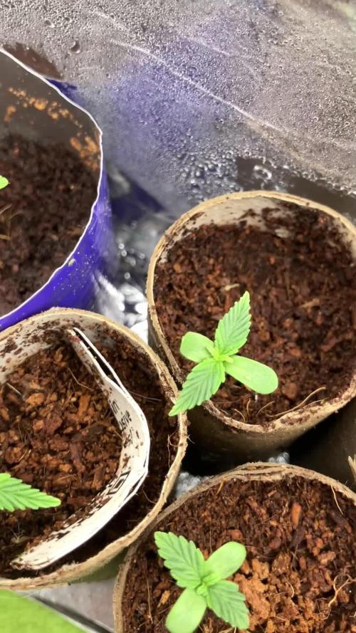 5 Auto Strains Outdoor Sommer 26