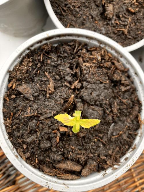 5 Auto Strains Outdoor Sommer 26. Week 1