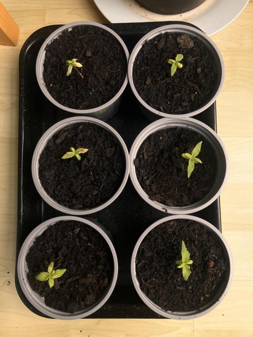 5 Auto Strains Outdoor Sommer 26. Week 2