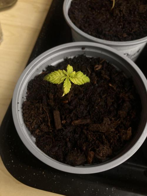 5 Auto Strains Outdoor Sommer 26. Week 2