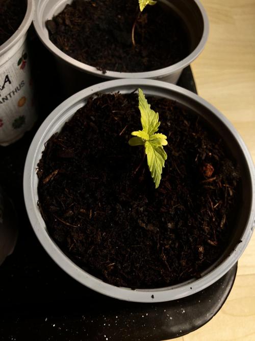5 Auto Strains Outdoor Sommer 26. Week 2