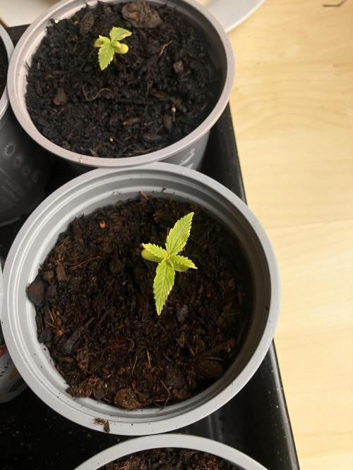 5 Auto Strains Outdoor Sommer 26. Week 2