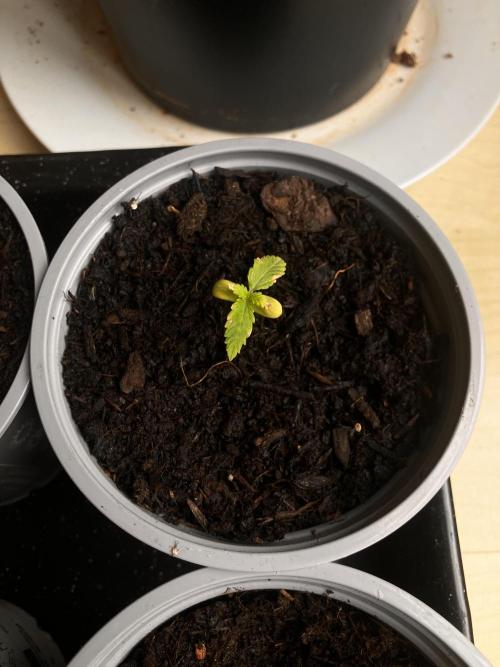 5 Auto Strains Outdoor Sommer 26. Week 2