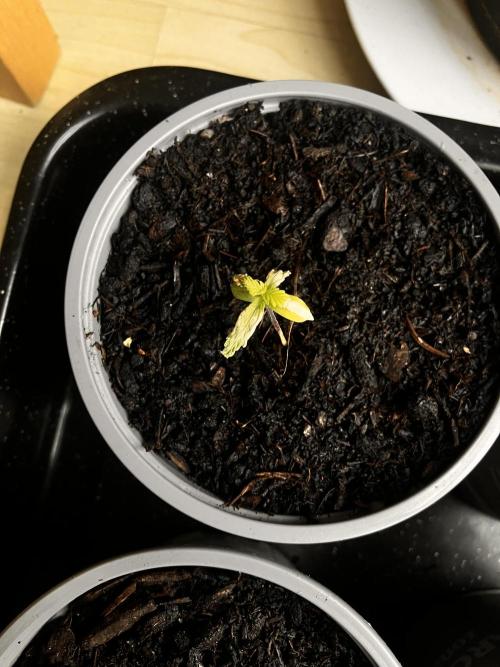 5 Auto Strains Outdoor Sommer 26. Week 2