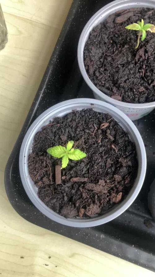5 Auto Strains Outdoor Sommer 26