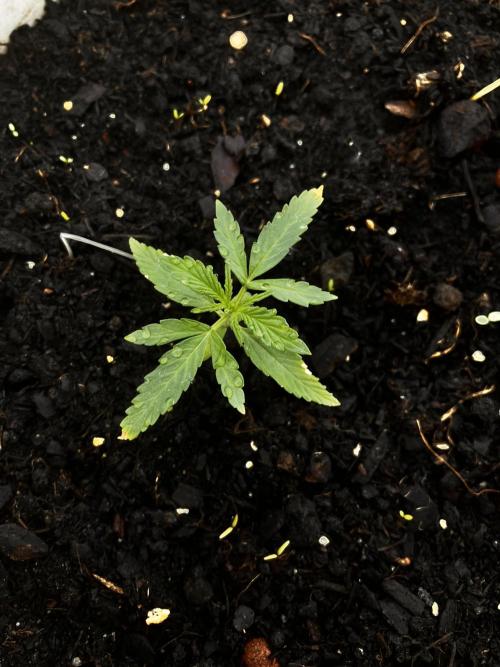 5 Auto Strains Outdoor Sommer 26. Week 3