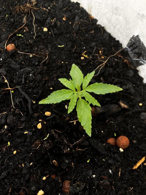 5 Auto Strains Outdoor Sommer 26. Week 3