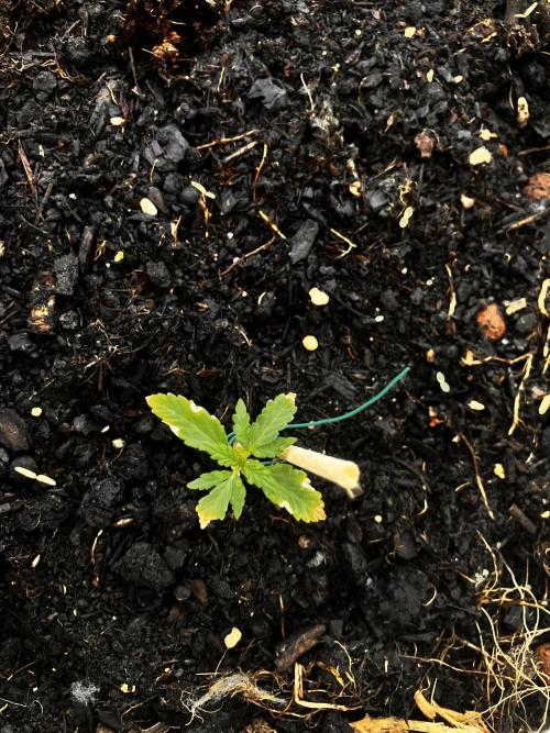5 Auto Strains Outdoor Sommer 26. Week 3