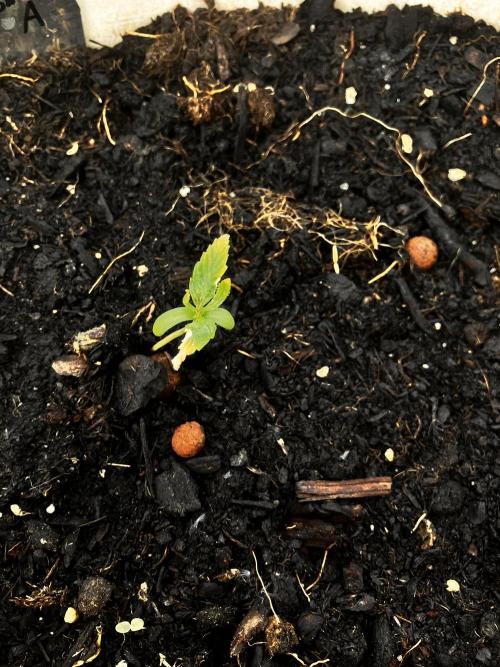 5 Auto Strains Outdoor Sommer 26. Week 3