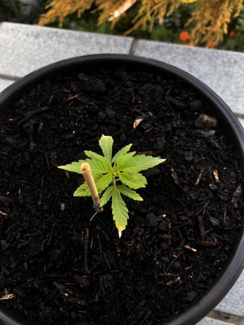 5 Auto Strains Outdoor Sommer 26. Week 3