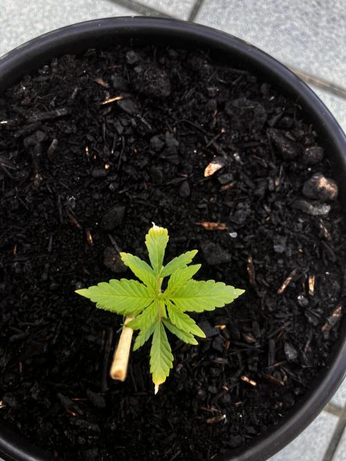 5 Auto Strains Outdoor Sommer 26. Week 3