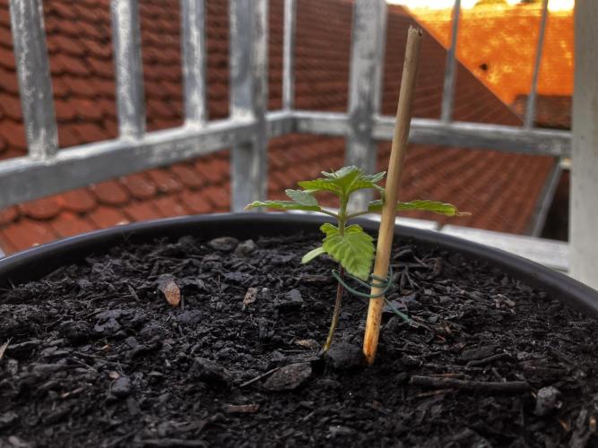 5 Auto Strains Outdoor Sommer 26. Week 3