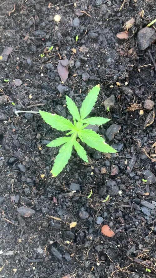 5 Auto Strains Outdoor Sommer 26