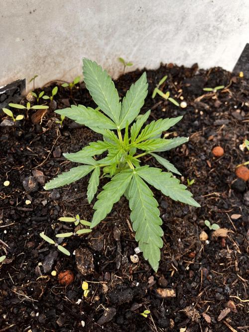5 Auto Strains Outdoor Sommer 26. Week 4 - Critical 2