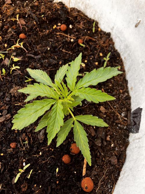 5 Auto Strains Outdoor Sommer 26. Week 4 - Hyperion 