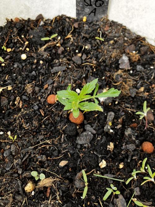 5 Auto Strains Outdoor Sommer 26. Week 4 - Sherbet Queen