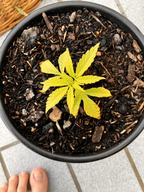 5 Auto Strains Outdoor Sommer 26. Week 4 - Purple Queen