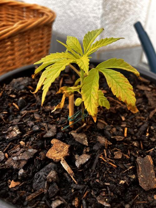 5 Auto Strains Outdoor Sommer 26. Week 4