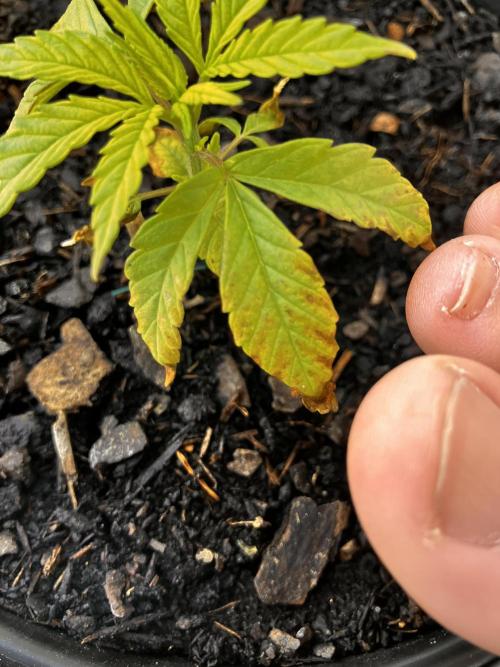 5 Auto Strains Outdoor Sommer 26. Week 4