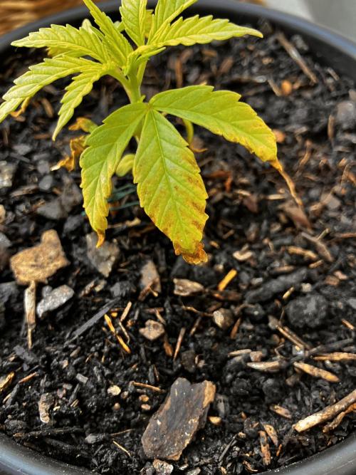 5 Auto Strains Outdoor Sommer 26. Week 4