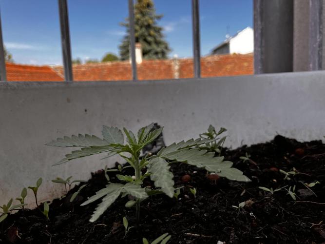 5 Auto Strains Outdoor Sommer 26. Week 4
