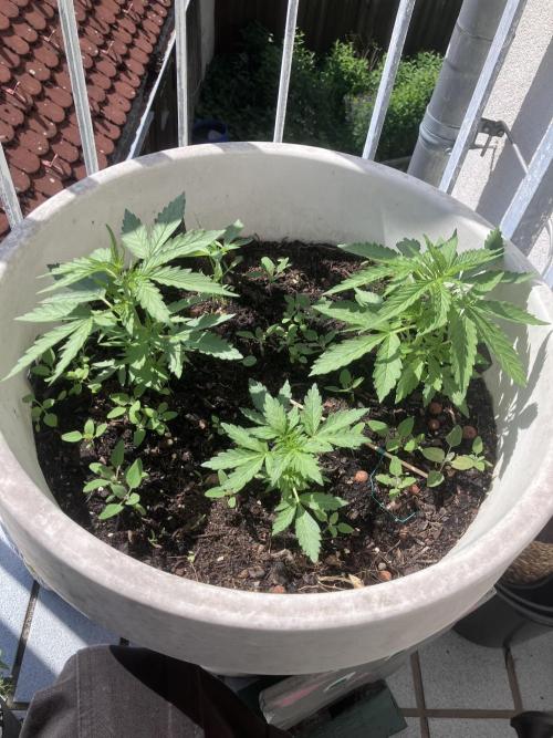 5 Auto Strains Outdoor Sommer 26. Week 5